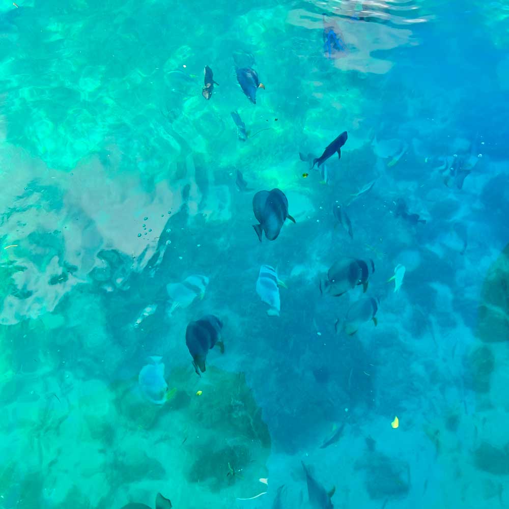 Seychelles Bat Fish Snorkeling